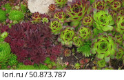 Houseleeks. Echeveria succulents in the stones. Sedum Cactus growing outdoors in a garden rockery backyard. Blooming Ornamental Sempervivum, Hen and Chicks plant with green, red purple petal tips. Стоковое видео, видеограф Марина Демидюк / Фотобанк Лори