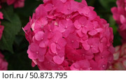 Hydrangea blooming. Blue, purple and pink heads of hydrangea flower petals. Beautiful Garden. Landscaping trend. Shrubbery blooms in the backyard. Scenic of nice landscaped. Green home design. Closeup. Стоковое видео, видеограф Марина Демидюк / Фотобанк Лори