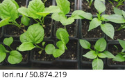 Vegetables seedlings. Young plants sprout growing in seed trays, in pots indoor. Early plant development. Green Tomato, pepper plant recently germinated and ready for thinning. Home gardening concept. Стоковое видео, видеограф Марина Демидюк / Фотобанк Лори