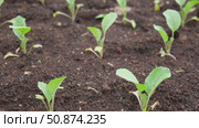 White cabbage seedlings. Young saplings of broccoli and cauliflower close-up grows in a garden bed ground soil. Planting in the vegetable garden. Organic green fresh Kale sprout having germinated. Стоковое видео, видеограф Марина Демидюк / Фотобанк Лори