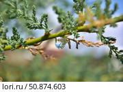 Rain drops on the branches of trees. Стоковое фото, фотограф Александр Карпенко / Фотобанк Лори