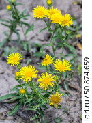 Девясил британский -Inula britannica L. (семейство Asteraceae). Цветущее растение крупным планом. Дикорастущая флора Западной Сибири. Стоковое фото, фотограф Евгений Мухортов / Фотобанк Лори