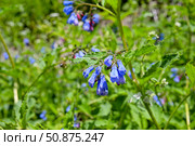 Окопник лекарственный (лат. Symphytum officinale) Стоковое фото, фотограф Александр Тараканов / Фотобанк Лори