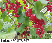 Красная смородина или садовая смородина (Ribes rubrum). В скандинавских странах ее часто используют в качестве ингредиента фруктовых супов и пудингов. Стоковое фото, фотограф Сергей Елизарьев / Фотобанк Лори