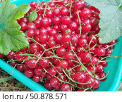 Красная смородина или садовая смородина (Ribes rubrum). В скандинавских странах ее часто используют в качестве ингредиента фруктовых супов и пудингов. Стоковое фото, фотограф Сергей Елизарьев / Фотобанк Лори