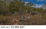 Trekking in Madagascar. Two people with backpacks are walking along a path between boulders. The dry, yellowed grass in the meadow. Green trees. Blue sky, clouds. The road to Tsingy De Bemaraha. Стоковое фото, фотограф Вера Ивановна Кубарева / Фотобанк Лори