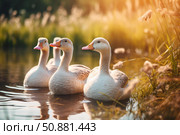 American buff geese swimming on golden pond at sunset. Стоковое AI-изображение, AI-художник Иван Рябоконь / Фотобанк Лори