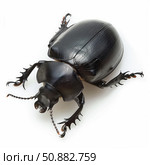 Dorsal view of a black beetle lying on a white background. Стоковое AI-изображение, AI-художник Иван Рябоконь / Фотобанк Лори
