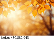 Golden autumn leaves gently swaying in warm sunlight, creating a serene backdrop. Стоковое AI-изображение, AI-художник Иван Рябоконь / Фотобанк Лори