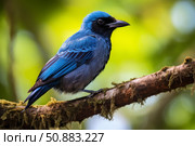Turquoise jay perched on a mossy branch in the rainforest. Стоковое AI-изображение, AI-художник Иван Рябоконь / Фотобанк Лори