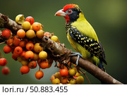 Coppersmith barbet perched on branch with berries, observing surroundings. Стоковое AI-изображение, AI-художник Иван Рябоконь / Фотобанк Лори