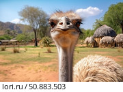 Curious ostrich staring in african village setting, wildlife encounter. Стоковое AI-изображение, AI-художник Иван Рябоконь / Фотобанк Лори