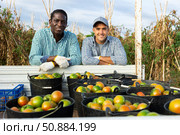 Two smiling farmers standing in farm field near truck with harvested tomatoes. Стоковое фото, фотограф Яков Филимонов / Фотобанк Лори