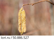 Лещина обыкновенная (Corylus avellana) весной цветет в лесу. Стоковое фото, фотограф Pukhov K / Фотобанк Лори