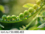 Young green peas growing on vine in sunlight. Стоковое AI-изображение, AI-художник Иван Рябоконь / Фотобанк Лори
