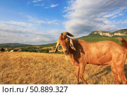 Козел Англо-нубийской породы на лугу в летний день крупным планом. Стоковое фото, фотограф Яна Королёва / Фотобанк Лори