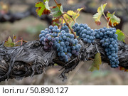 Ripe grapes hanging on the vine in a vineyard. Стоковое AI-изображение, AI-художник Иван Рябоконь / Фотобанк Лори