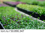 Microgreens growing in trays inside greenhouse using hydroponics. Стоковое AI-изображение, AI-художник Иван Рябоконь / Фотобанк Лори