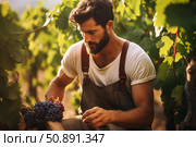 Winemaker harvesting red grapes in beautiful vineyard during sunset. Стоковое AI-изображение, AI-художник Иван Рябоконь / Фотобанк Лори
