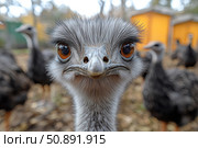 A close-up portrait of an ostrich with an expressive look and a funny expression. The background is slightly blurred, with other ostriches and bright yellow bird houses visible in the background. This photo makes you smile and is perfect for themes related to nature, animals, humor and zoos. A great choice for illustrations, articles or advertising projects with a touch of irony and friendliness. Стоковое AI-изображение, AI-художник Анна Кривицкая / Фотобанк Лори