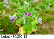 Burdock plant with purple flowers and green leaves growing in the wild meadow. Close view of Arctium with hooked bracts in natural habitat. Стоковое фото, фотограф Татьяна Терехина / Фотобанк Лори