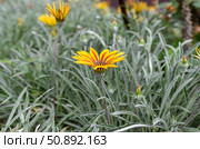 Bright yellow and red Gazania flower blooming among silver-green leaves. Drought-tolerant plant with striking daisy-like petals in natural outdoor light. Стоковое фото, фотограф Татьяна Терехина / Фотобанк Лори