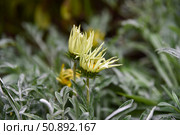 Gazania rigens flower buds starting to open with creamy yellow petals and bright green foliage, closeup view of fresh garden plants in summer. Стоковое фото, фотограф Татьяна Терехина / Фотобанк Лори