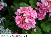 Close-up of a pink hydrangea in full bloom with delicate clustered petals and green leaves. Beautiful ornamental flower in a summer garden setting. Стоковое фото, фотограф Татьяна Терехина / Фотобанк Лори