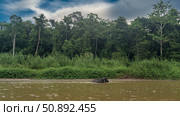 A pygmy elephant walks along the riverbed. Above the water, the back, head, and tip of the trunk. There are thickets of tall green grass on the shore. Rain forest trees against a blue sky, clouds. Стоковое фото, фотограф Вера Ивановна Кубарева / Фотобанк Лори