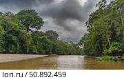 A calm tropical river with brown water. There are impenetrable thickets of rain forest trees on the shores. Clouds in the sky. Malaysia. Borneo. Kinabatangan River. Стоковое фото, фотограф Вера Ивановна Кубарева / Фотобанк Лори