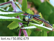 Стрекоза Aeshna viridis (Коромысло зелёное) Стоковое фото, фотограф Александр Тарасенков / Фотобанк Лори