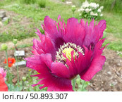 Цветет яркий мак. Мак (лат. Papaver) — род травянистых растений семейства Маковые (Papaveraceae) Стоковое фото, фотограф Сергей Елизарьев / Фотобанк Лори