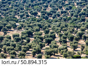 Италия. Апулия. Вид на оливковые плантации. Italy. Apulia. View of olive plantations. Стоковое фото, фотограф Алексей Смышляев / Фотобанк Лори