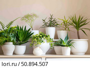 Various potted plants creating a relaxing indoor garden on a shelf. Стоковое AI-изображение, AI-художник Иван Рябоконь / Фотобанк Лори