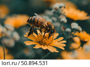 Honey bee pollinating yellow flower in summer meadow. Стоковое AI-изображение, AI-художник Иван Рябоконь / Фотобанк Лори