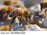Honey bee standing on rock with other bees in background. Стоковое AI-изображение, AI-художник Иван Рябоконь / Фотобанк Лори