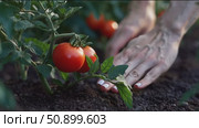 Harvesting ripe tomatoes in a vibrant garden during late summer with careful hands. Стоковое AI-видео, аниматор Сергей Толмачёв / Фотобанк Лори