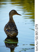 A duck is standing in a body of water. Стоковое фото, фотограф Ярославский Максим / Фотобанк Лори