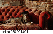 A domestic cat comfortably resting on the vibrant red upholstery of a couch. Стоковое AI-изображение, AI-художник Данила Большаков / Фотобанк Лори