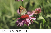 Beautiful butterfly Argynnis paphia with orange wings collects nectar on blooming large pink Echinacea flower in the summer garden. close-up nature background video. Стоковое видео, видеограф Анастасия Ли / Фотобанк Лори
