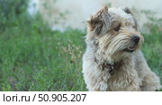 Portrait of happy small breed dog. gray lop-eared mongrel in collar. dog sits on green lawn outside in summer and looks around the area. Стоковое видео, видеограф Анастасия Ли / Фотобанк Лори