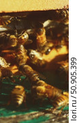Swarm of bees in hive. honey bees are bustling, many of bees in shot close-up. Стоковое видео, видеограф Анастасия Ли / Фотобанк Лори