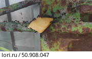 A piece of cheese was placed on the path of the ants from the anthill to the aphid. The ants taste the cheese. Стоковое видео, видеограф Андрей Жигальцов / Фотобанк Лори