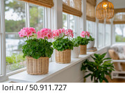 Bright pink geraniums in white pots are beautifully arranged on a shelf in a sunlit room, enhancing the cheerful ambiance with vibrant colors and natural light. Стоковое AI-изображение, AI-художник Ирина Ручушкина / Фотобанк Лори