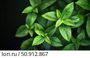 phytotherapy medicinal plant ai generated. Стоковое AI-изображение, AI-художник Vectorwin / Фотобанк Лори