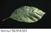 transpiration isolated leaf ai generated. Стоковое AI-изображение, AI-художник Vectorwin / Фотобанк Лори