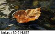 moisture leaf with water ai generated. Стоковое AI-изображение, AI-художник Vectorwin / Фотобанк Лори