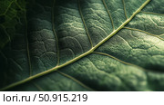 chlorophyll closeup leaf ai generated. Стоковое AI-изображение, AI-художник Vectorwin / Фотобанк Лори