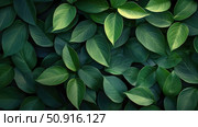 chlorophyll overlapping leaves ai generated. Стоковое AI-изображение, AI-художник Vectorwin / Фотобанк Лори