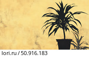 succulent house plant silhouette ai generated. Стоковое AI-изображение, AI-художник Vectorwin / Фотобанк Лори